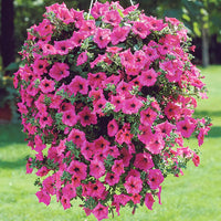 Pink Trailing Petunia Flower seeds for Planting - Hardy Variety, Heirloom & GMO Free Seeds for Home Garden