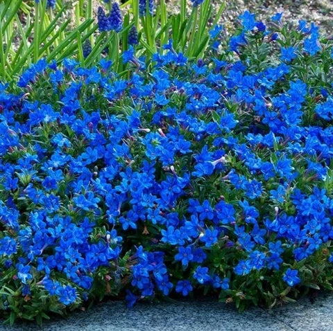 Aubrieta Blue Rock Cress Flower seeds for Planting - Low Maintenance, Heirloom & GMO Free Seeds for Home Garden