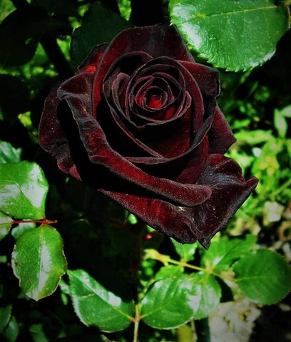 Red Baccara Rose Seeds for Planting - Velvet Red Blooms, Premium Quality Garden Seeds