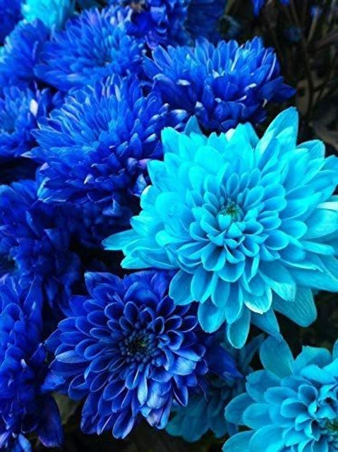Light Blue Dahlia Flower Seeds for Planting Long Bloom Season Heirloom & GMO Free Seeds for Home Garden
 
 Sale