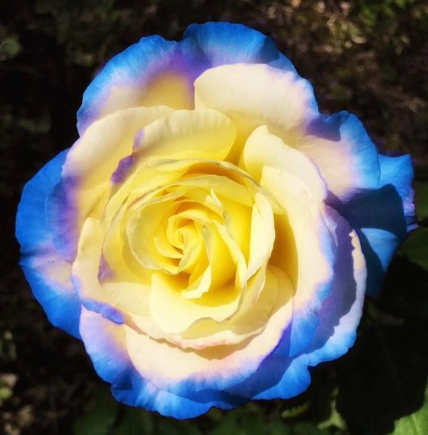 Yellow Sky Blue Rose Flower Seeds for Planting NonGMO Heirloom Garden Seeds for Growing Vibrant Colors 
 
 Sale