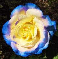 Yellow Sky Blue Rose Flower Seeds for Planting NonGMO Heirloom Garden Seeds for Growing Vibrant Colors 
 
 Sale