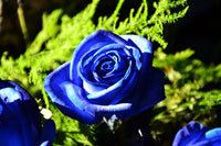 Blue Rose Tree Flower Seeds for Planting Long Bloom Season Heirloom & GMO Free Seeds for Home Garden
 
 Sale