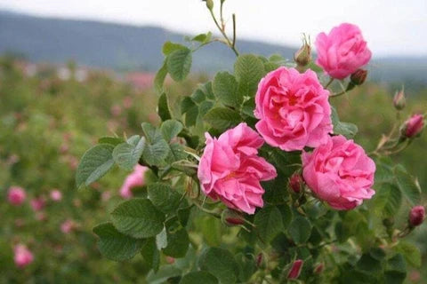 Damask Rose Bush Flower seeds for Planting, Cut Flower Favorite Heirloom & GMO Free Seeds for Home Garden