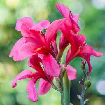 Pink Canna Flower Seeds for Planting Pollinator Friendly Heirloom & GMO Free Seeds for Home Garden
 
 Sale
