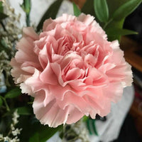 Baby Pink Carnation Flower seeds for Planting - Premium Quality, Heirloom & GMO Free Seeds for Home Garden