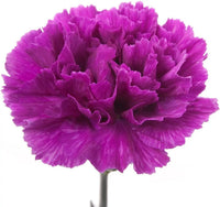 Violet Caryophyllus Flower seeds for Planting - Shade Tolerant, Heirloom & GMO Free Seeds for Home Garden