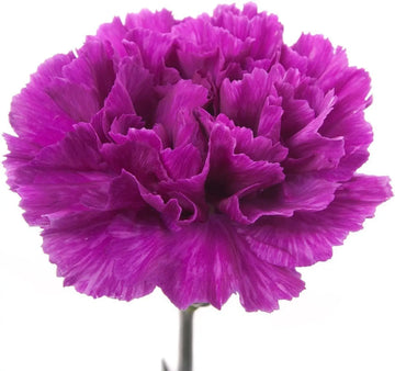 Violet Caryophyllus Flower seeds for Planting - Shade Tolerant, Heirloom & GMO Free Seeds for Home Garden