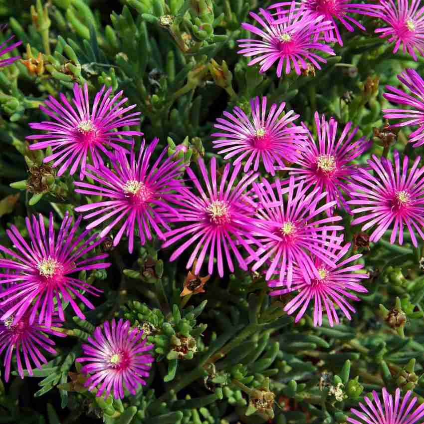 Pink Delosperma Flower seeds for Planting - Vibrant Colors, Heirloom & GMO Free Seeds for Home Garden