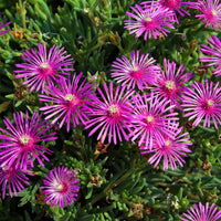 Delosperma Flower seeds for Planting Vibrant Colors Heirloom & GMO Free Seeds for Home Garden