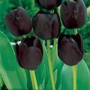 California Poppy Flower Tulip Black Seeds for Planting - Elegant Purple Tulip Flower Seeds for Stunning Gardens Planting Seeds - 1 pcs