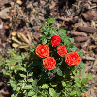 Miniature Rose Flower seeds for Planting Cut Flower Favorite Heirloom & GMO Free Seeds for Home Garden 
 
 Sale