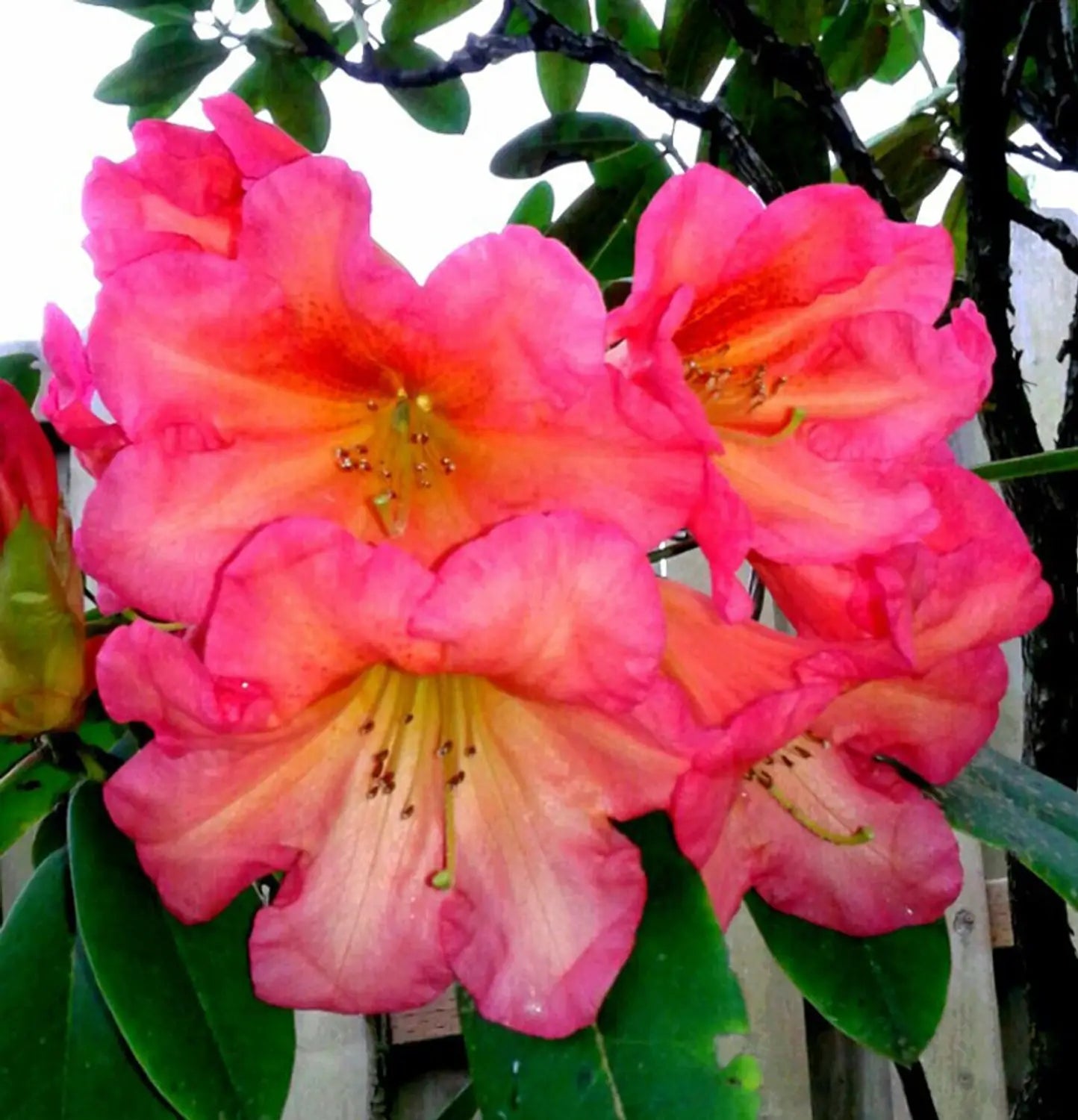 Pink Rhododendron Azalea Flower Seeds Flower seeds for Planting Bright Blooms Heirloom & GMO Free Seeds for Home Garden
 
 Sale
