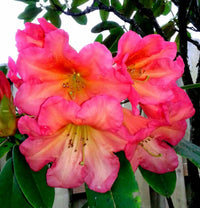 Pink Rhododendron Azalea Flower Seeds Flower seeds for Planting Bright Blooms Heirloom & GMO Free Seeds for Home Garden
 
 Sale