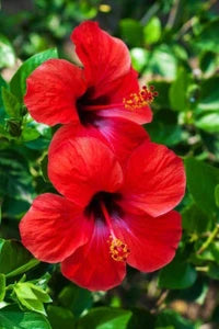 Red Hibiscus Flower Seeds for Planting Cottage Garden Essential Heirloom & GMO Free Seeds for Home Garden
 
 Sale