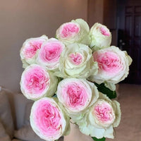 Pink Cream Rose Flower Seeds for Planting Long Bloom Season Heirloom & GMO Free Seeds for Home Garden
 
 Sale