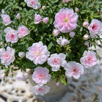 Light Pink Miniature Rose Seeds for Planting Colorful Display Heirloom & GMO Free Seeds for Home Garden
 
 Sale