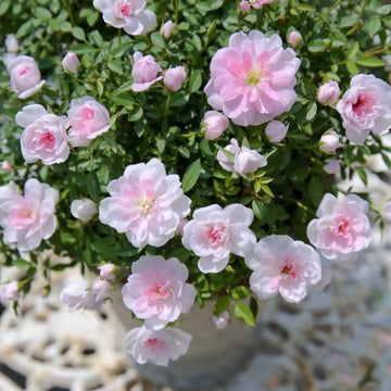 Light Pink Miniature Rose Seeds for Planting Colorful Display Heirloom & GMO Free Seeds for Home Garden
 
 Sale