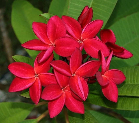 Pink Egg Flower Seeds Flower seeds for Planting Garden Favorite Heirloom & GMO Free Seeds for Home Garden