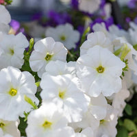 White Petunia Flower seeds for Planting - Garden Favorite, Heirloom & GMO Free Seeds for Home Garden