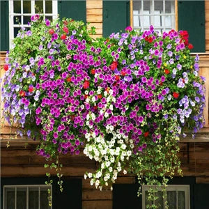 MultiColour Hanging Petunia Flower Seeds for Planting Heirloom NONGMO Easy to Grow Garden Blooms 
 
 Sale