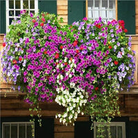 MultiColour Hanging Petunia Flower Seeds for Planting Heirloom NONGMO Easy to Grow Garden Blooms 
 
 Sale