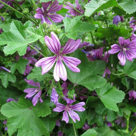 Mauve Flower seeds for Planting Perfect for Borders Heirloom & GMO Free Seeds for Home Garden 
 
 Sale