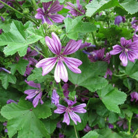 Mauve Flower seeds for Planting Perfect for Borders Heirloom & GMO Free Seeds for Home Garden 
 
 Sale