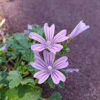 Mauve Flower seeds for Planting Perfect for Borders Heirloom & GMO Free Seeds for Home Garden 
 
 Sale