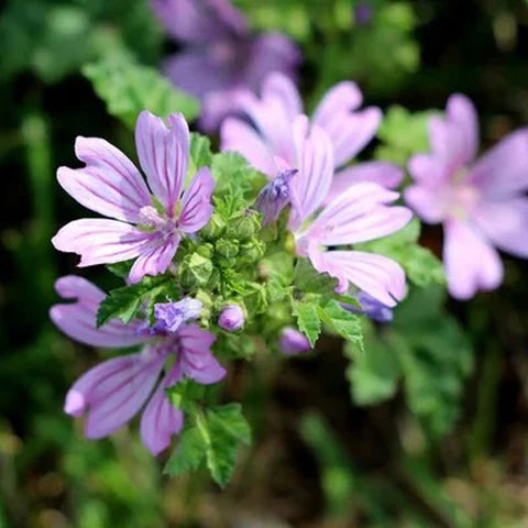 Mauve Flower seeds for Planting Perfect for Borders Heirloom & GMO Free Seeds for Home Garden 
 
 Sale