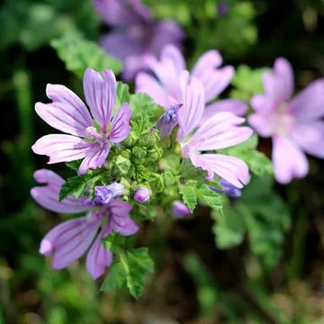 Mauve Flower seeds for Planting Perfect for Borders Heirloom & GMO Free Seeds for Home Garden 
 
 Sale
