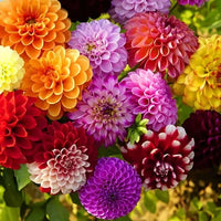 Mix Dahlia Pompon Flower seeds for Planting - Wildflower Mix, Heirloom & GMO Free Seeds for Home Garden
