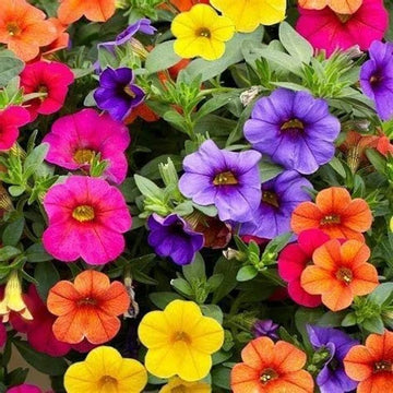 Calibrchoa Flower seeds for Planting Low Maintenance Heirloom & GMO Free Seeds for Home Garden