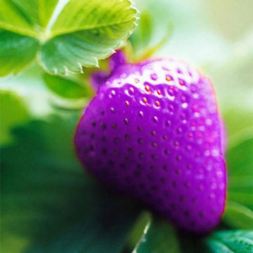 Strawberry Fruit Seeds Purple for Planting  Seed for Unique, Colorful Strawberry Growth