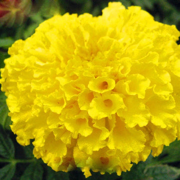 Yellow Maidenhair Flower Seeds for Planting Bright Blooms Heirloom & GMO Free Seeds for Home Garden
 
 Sale