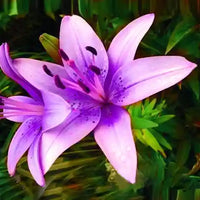 Purple Lilium Brownii Flower seeds for Planting - Hardy Variety, Heirloom & GMO Free Seeds for Home Garden
