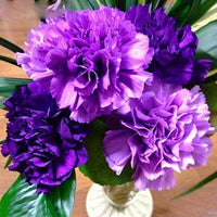 Purple Carnation Flower seeds for Planting Low Maintenance Heirloom & GMO Free Seeds for Home Garden