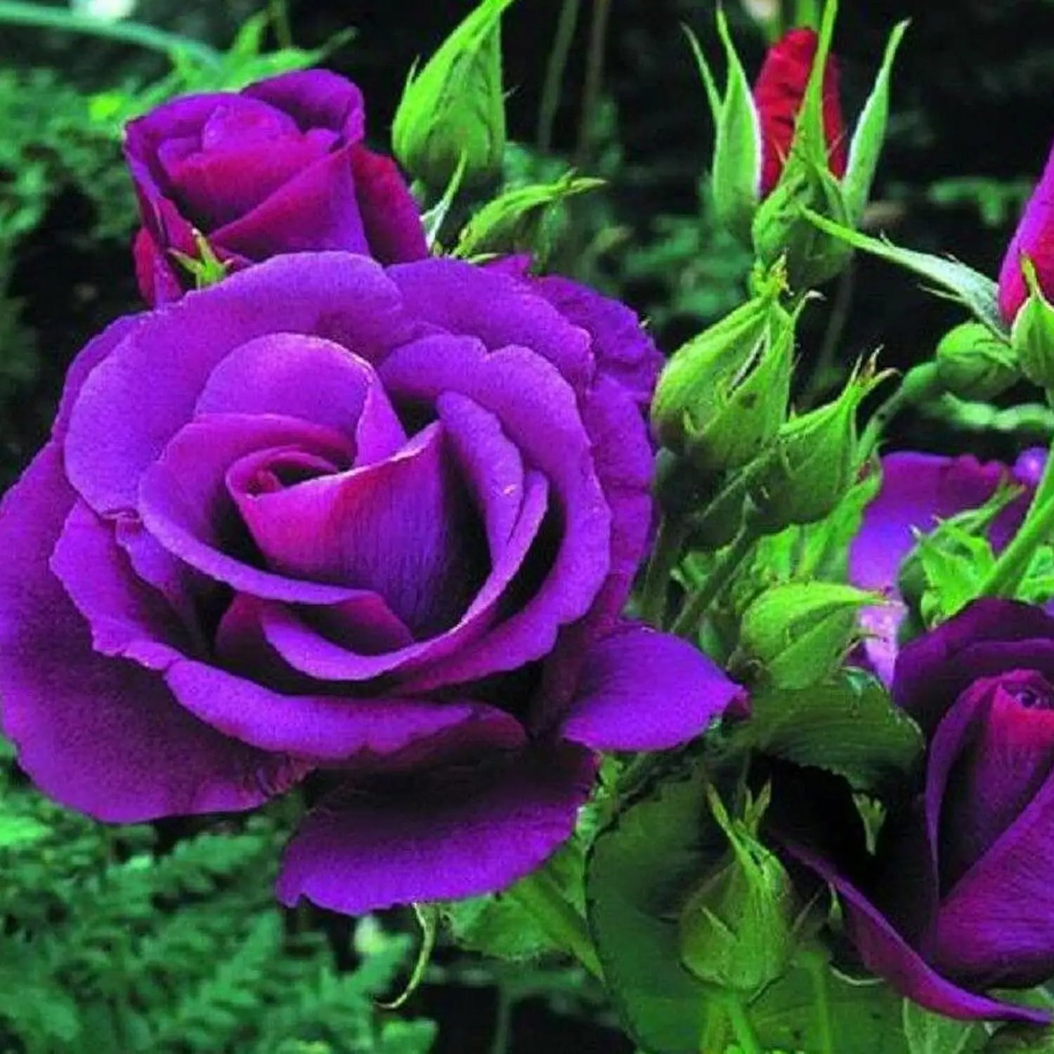 Dark Violet Green Rose Flower Seeds for Planting Garden Favorite Heirloom & GMO Free Seeds for Home Garden
 
 Sale