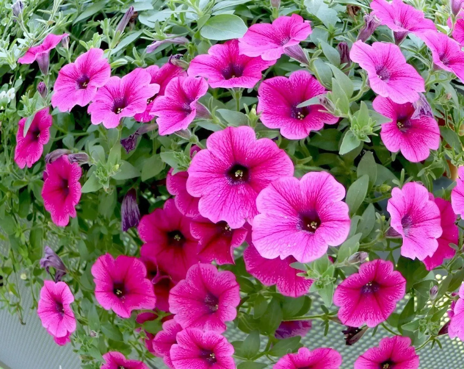 Mixed Petunia Seeds Exotic Ornamental Flowers