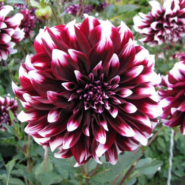 Purple White Dahlia Flower Seeds for Planting Low Maintenance Heirloom & GMO Free Seeds for Home Garden
 
 Sale
