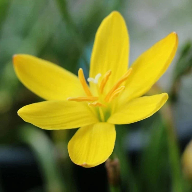 Balsamine Yellow Flower seeds for Planting - Perfect for Borders, Heirloom & GMO Free Seeds for Home Garden
 
 Sale seeds for planting in home garden
