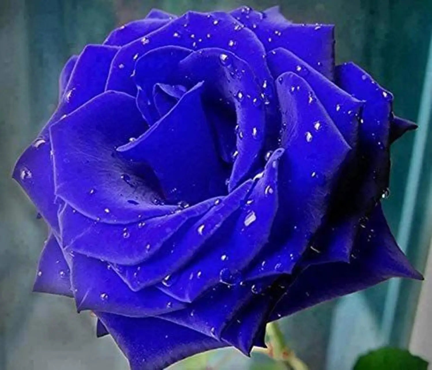 Blue Rose Flower seeds for Planting - Garden Favorite, Heirloom & GMO Free Seeds for Home Garden