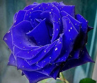 Blue Rose Flower seeds for Planting - Garden Favorite, Heirloom & GMO Free Seeds for Home Garden
