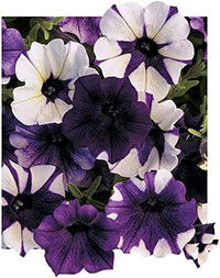 Shock Wave Tie Dye Purple Petunia Flower seeds for Planting - Shade Tolerant, Heirloom & GMO Free Seeds for Home Garden
 
 Sale for planting in home garden.