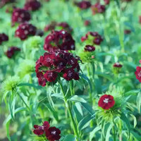 Black William Flower Seeds for Planting