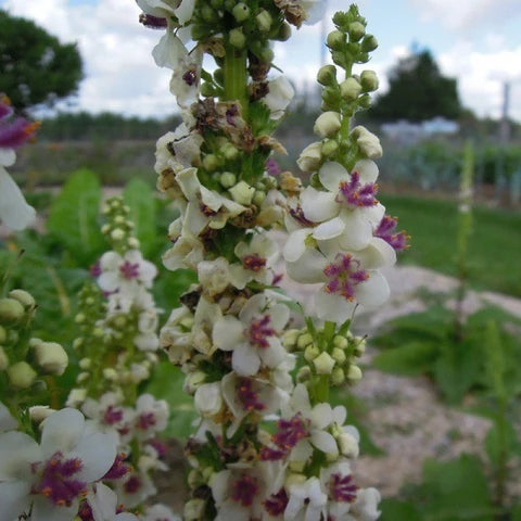 Verbascum Flower seeds for Planting Pollinator Friendly Heirloom & GMO Free Seeds for Home Garden