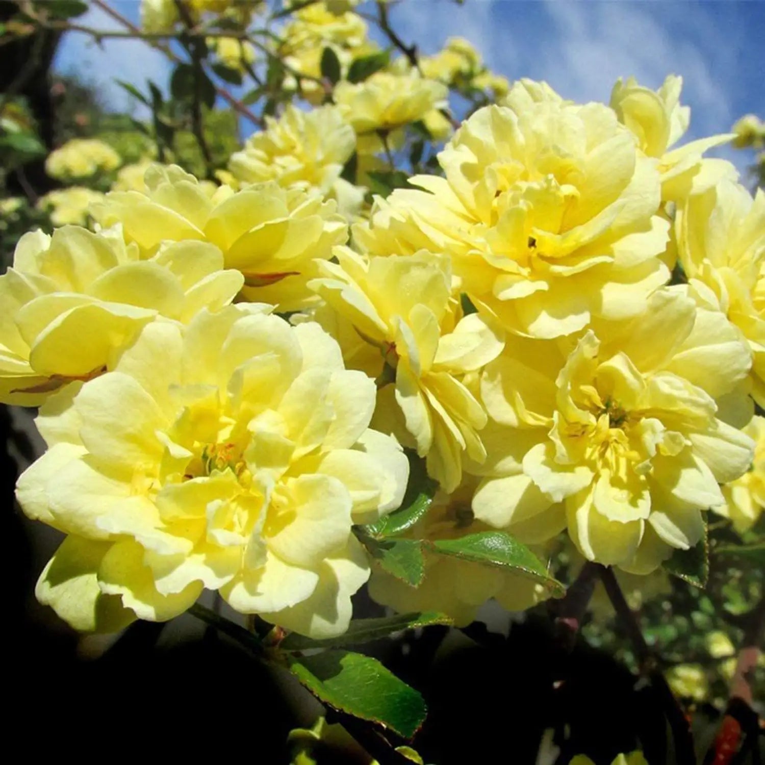 Rosa Banksiae Flower seeds for Planting - Wildflower Mix, Heirloom & GMO Free Seeds for Home Garden