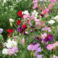 Heirloom Sweet Pea Flower seeds for Planting Cut Flower Favorite Heirloom & GMO Free Seeds for Home Garden