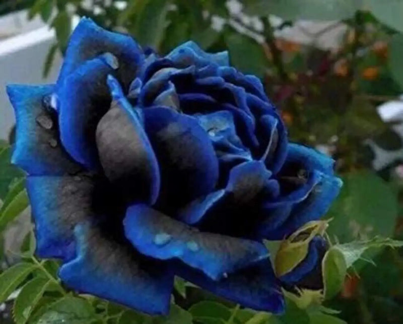 Black Blue Rose Flower Seeds for Planting Pollinator Friendly Heirloom & GMO Free Seeds for Home Garden
Sale