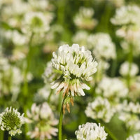 Dutch Clover Flower seeds for Planting - Sun Loving, Heirloom & GMO Free Seeds for Home Garden